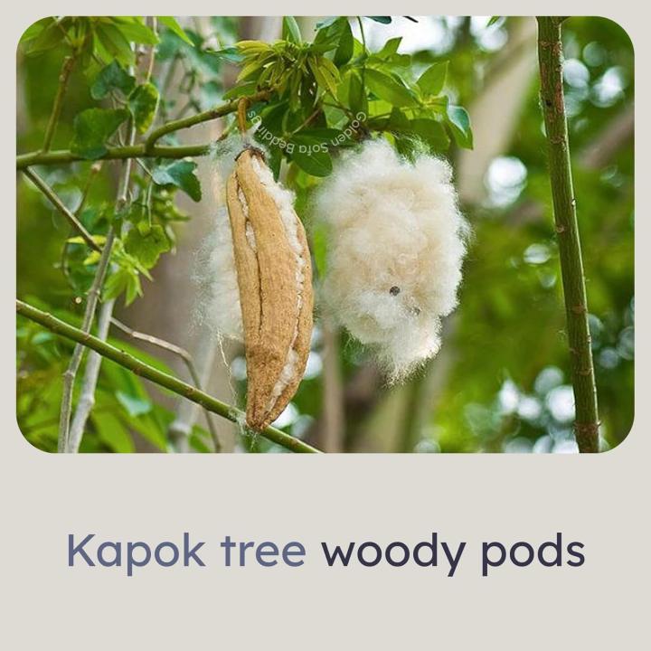 Golden Sofa Bedding GSB 100% Pure Kapok (Silk Cotton) Pillow 27 x 17 Inch, Ilavam Panju/Semal Cotton Pillow for Sleepin, Natural